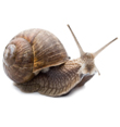 snails Visalia