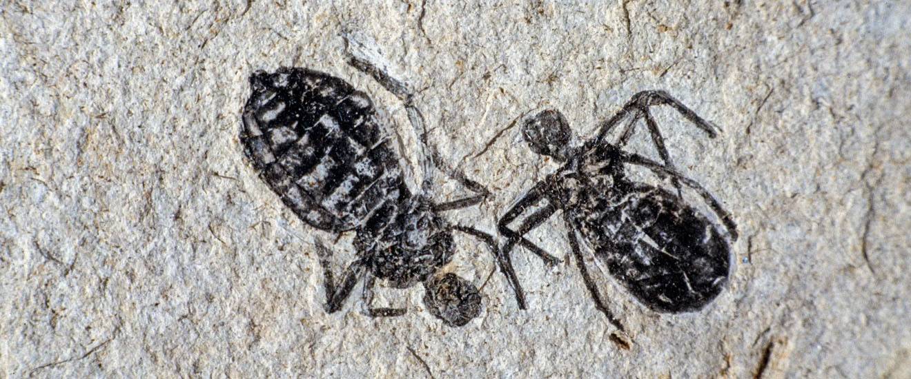 Bugs in History