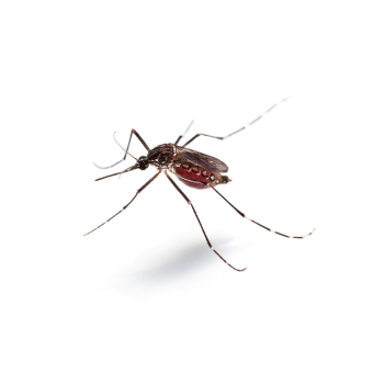 Mosquitoes