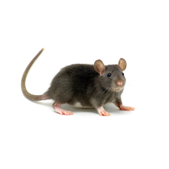 AntsRodents