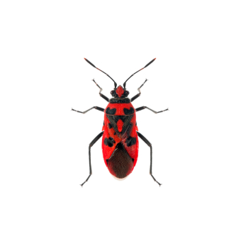Ticks