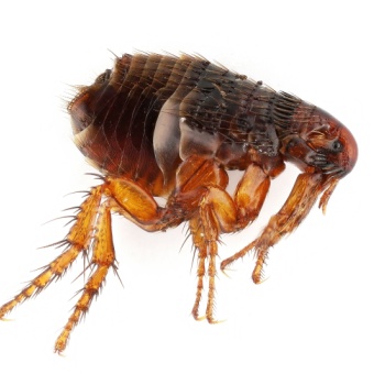 Fleas