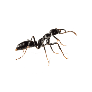 Ants