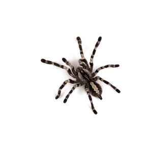 Spiders