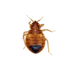 Bed Bugs