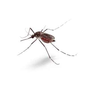 Mosquitos