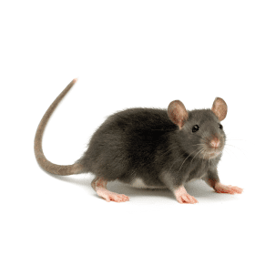 Rodents