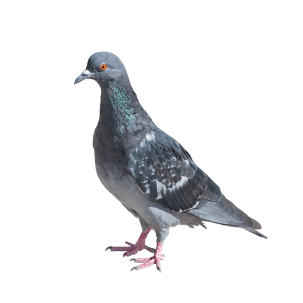 Pigeons