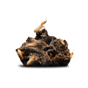 Termites