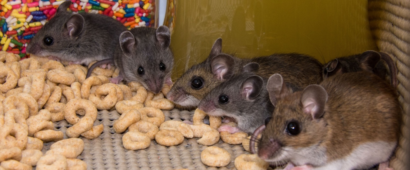 Are Mice a Common Problem for Homeowners in Fresno, CA?