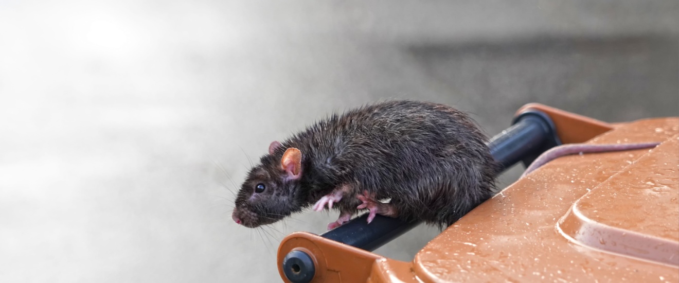 Why Rodents Love Garages & Sheds in the Central Valley