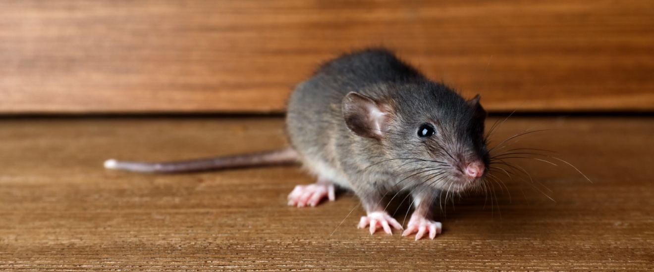 How Rodents Enter Fresno Homes (Top Entry Points to Check)