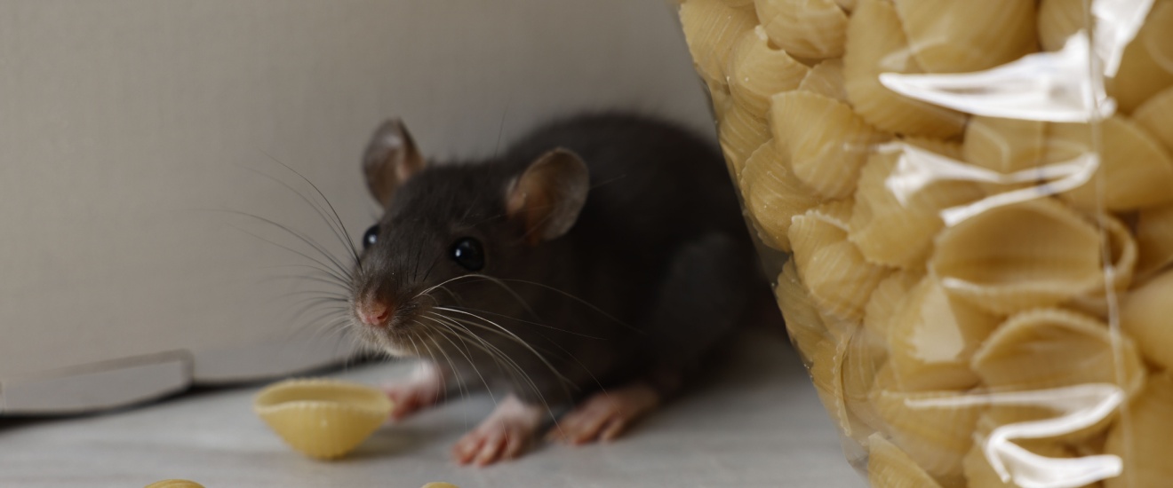 Best Pest Control Company for Rodent-Proofing Your Home in Fresno