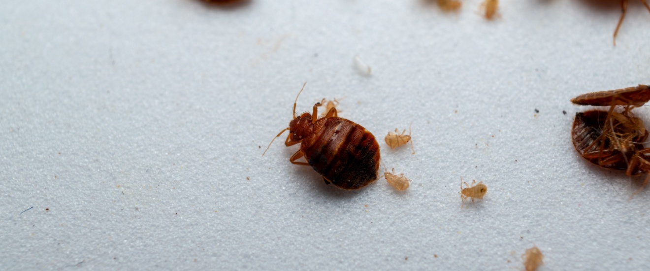 How to Tell if You Have Bed Bugs in Your Fresno Home