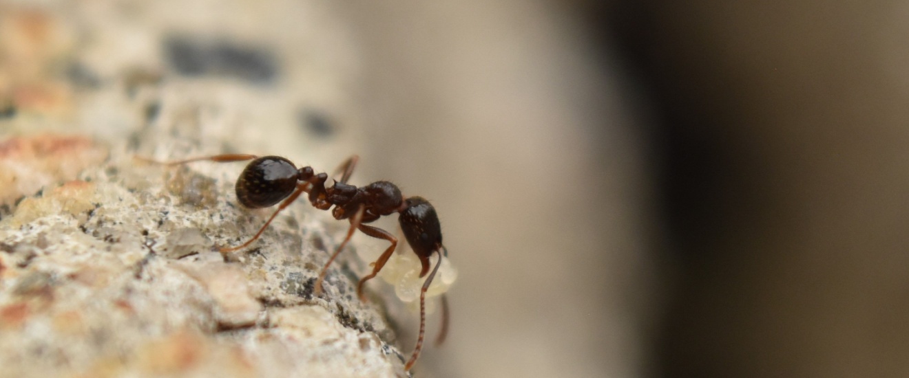 The Cost of Ant Infestations in Fresno: Damage, Health Risks, and Long-Term Problems