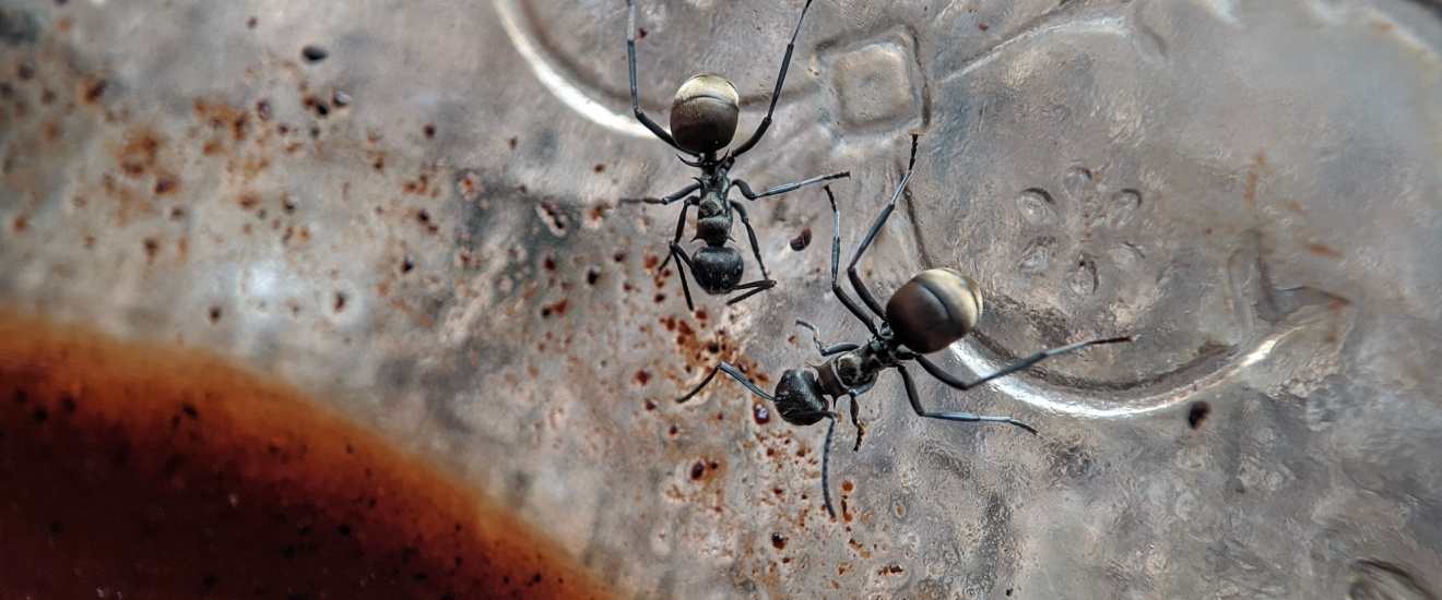 Common Ant Species in Fresno Homes (and How to Identify Them)
