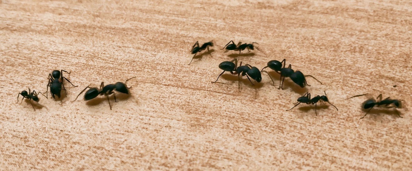 Signs It’s Time to Call a Fresno Ant Exterminator (Before It Gets Worse)