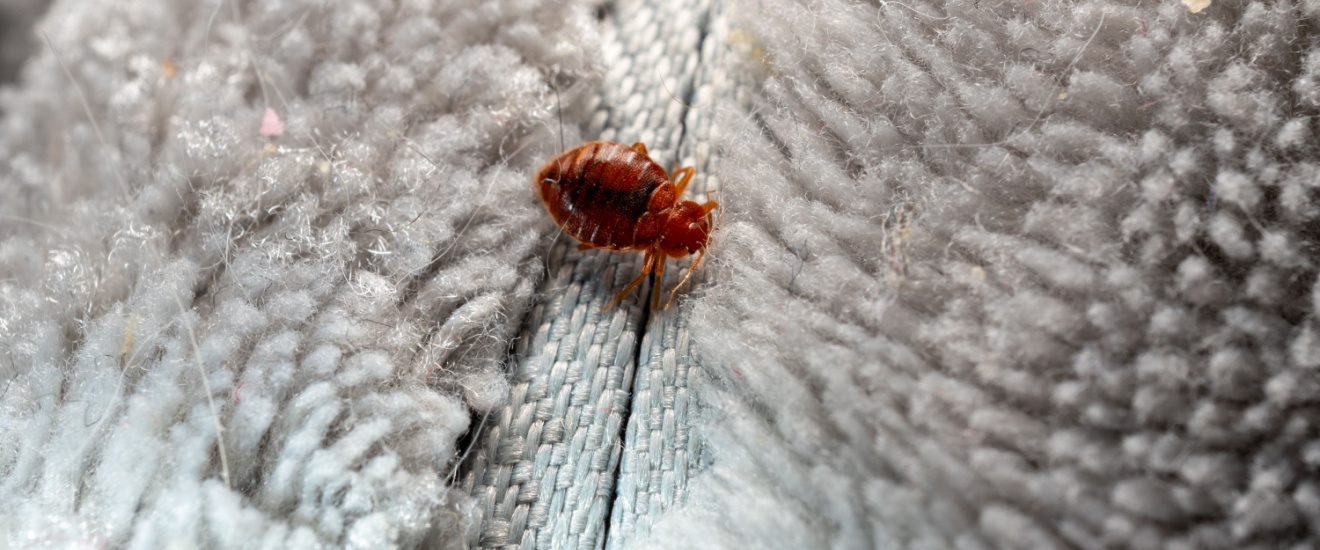 Are Bed Bugs a Common Problem in Fresno?