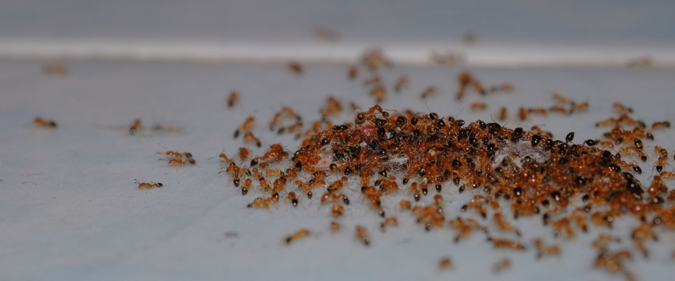 Do I Really Need Pest Control for Ants in Fresno, CA?