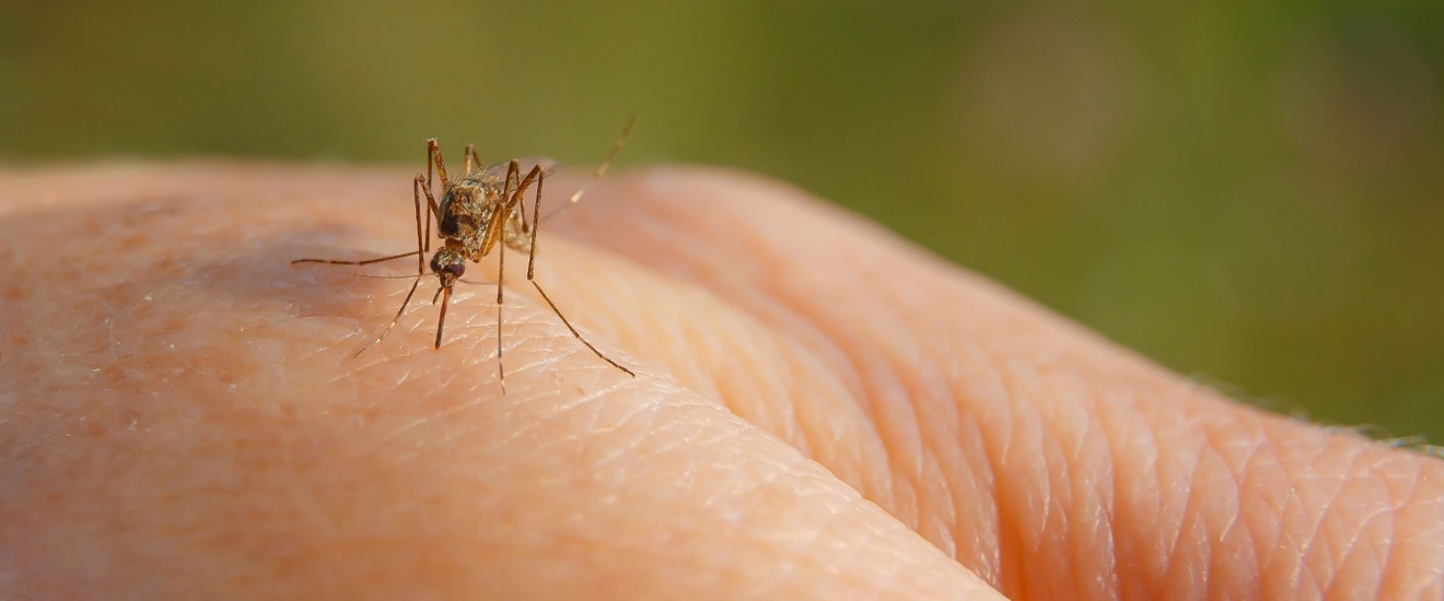 Why Are There So Many Mosquitoes in My Fresno Backyard?