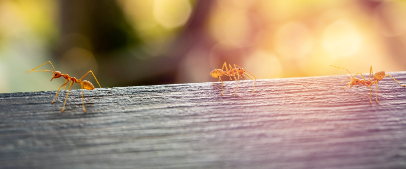 How Much Does Ant Control Cost in Fresno, CA?