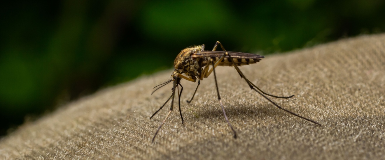 Do I Really Need Mosquito Control in Fresno, CA?