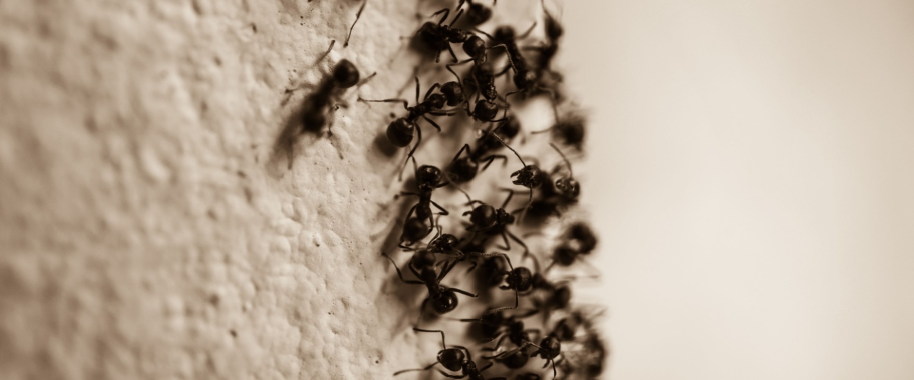 Why Do Ants Keep Coming Back in My Fresno Home?