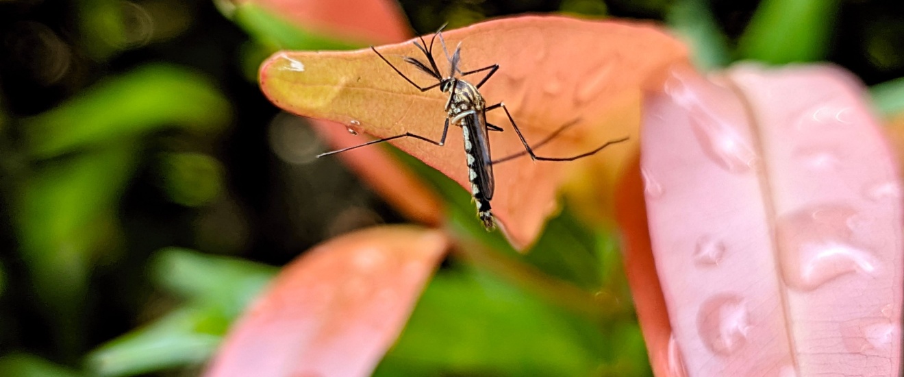 How Much Does Mosquito Control Cost in Fresno, CA?