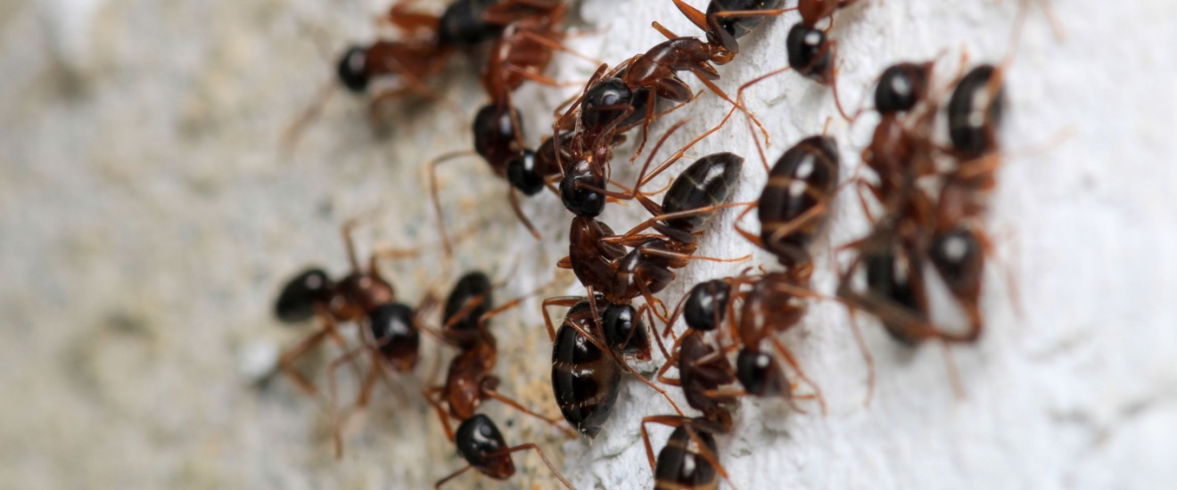 How to Get Rid of Ants in Fresno, CA Homes (Step-by-Step Guide)