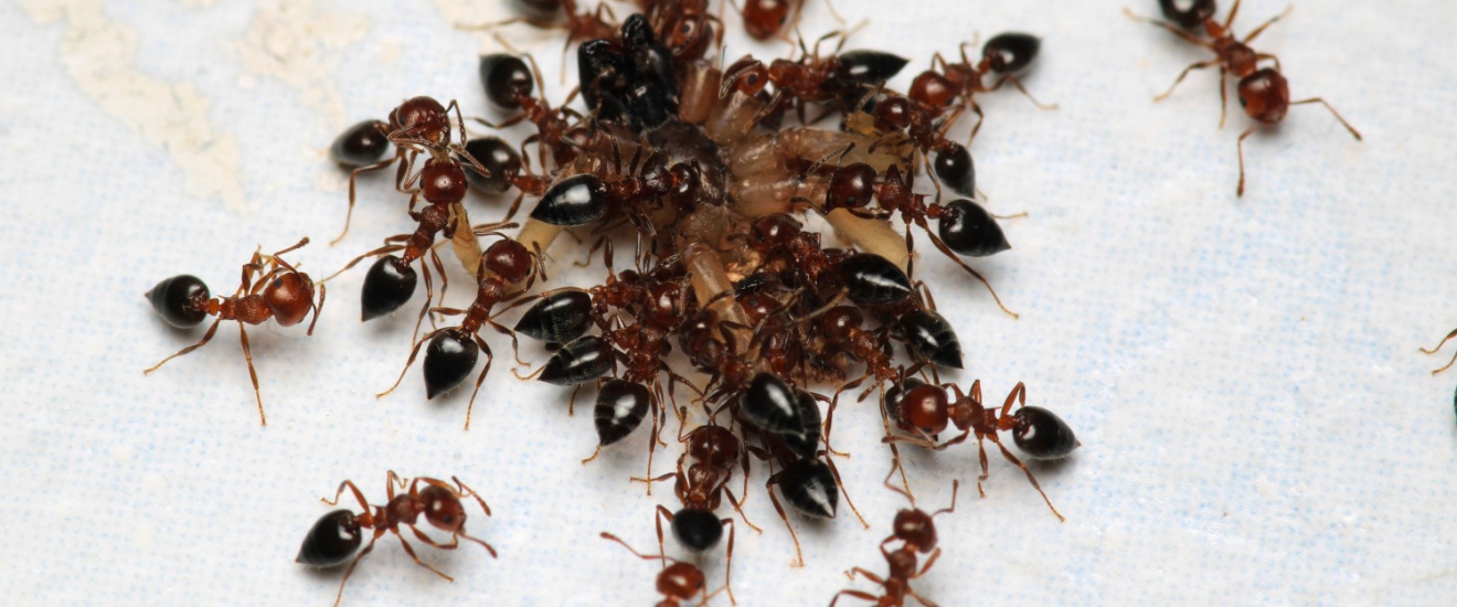 Best Ant Control in Fresno, CA: How to Get Rid of Ants for Good