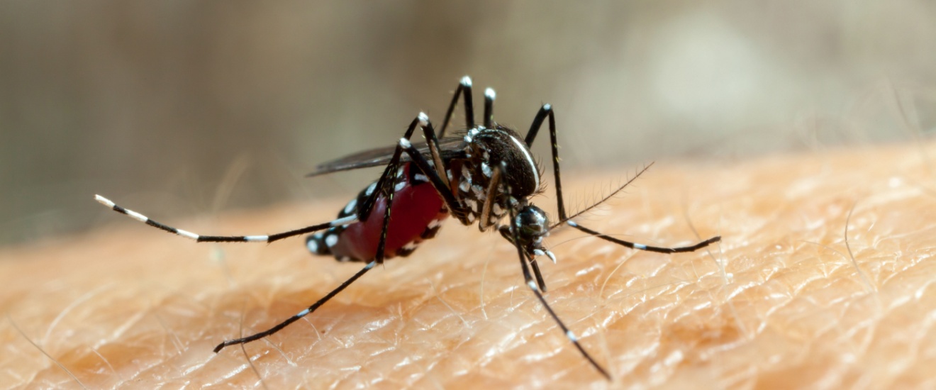 Best Mosquito Control in Fresno, CA: What Homeowners Need to Know