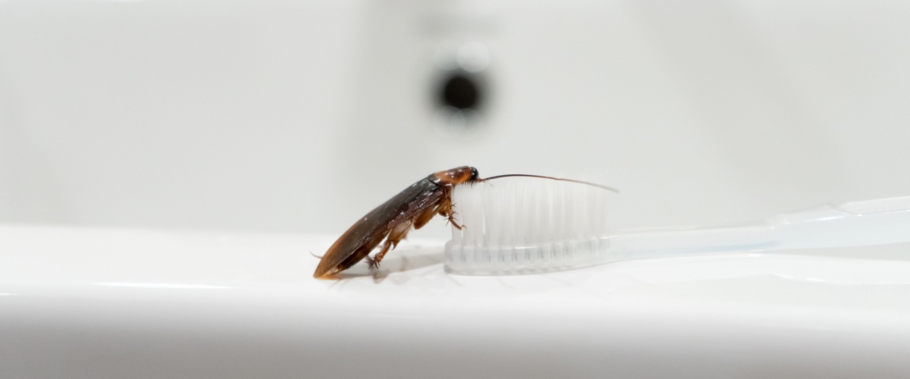 Why Cockroaches Thrive During Fresno’s Triple-Digit Summers