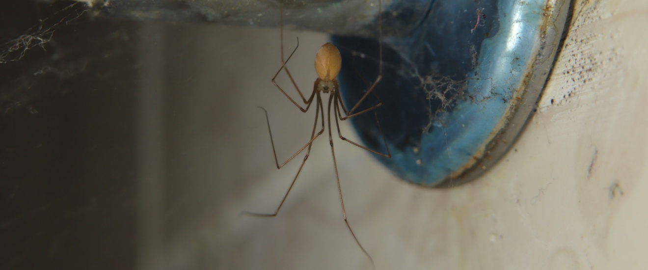 The Most Common Spiders Found Around Fresno Homes (And Which Ones to Watch For)