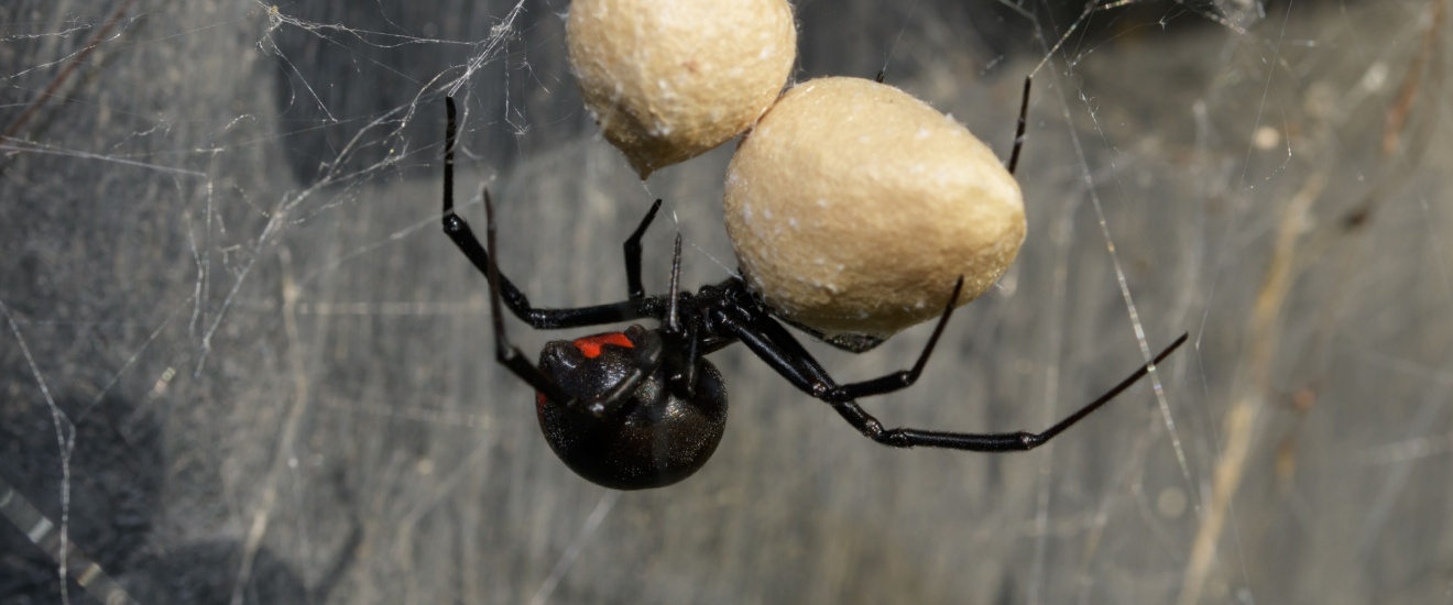 Black Widows in Fresno: Where They Hide and How to Reduce Your Risk