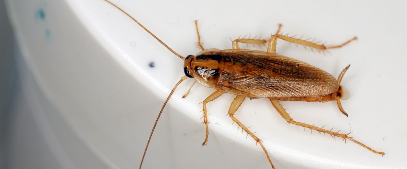 German vs. American Cockroaches: Which Species Are Invading Fresno Homes?