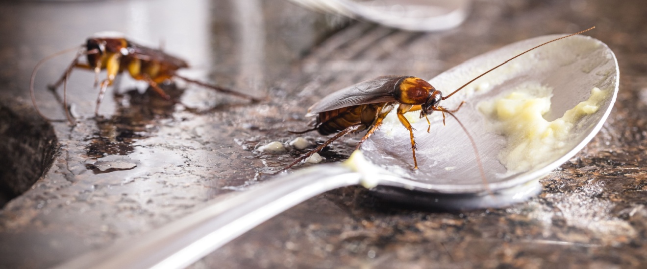 Can Cockroaches Survive Fresno’s Dry Climate? (The Answer May Surprise You)