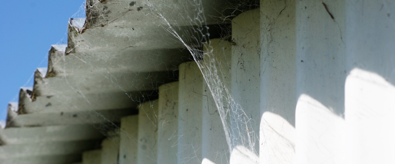 What Fresno Homeowners Should Know About Spider Webs Around Eaves and Windows