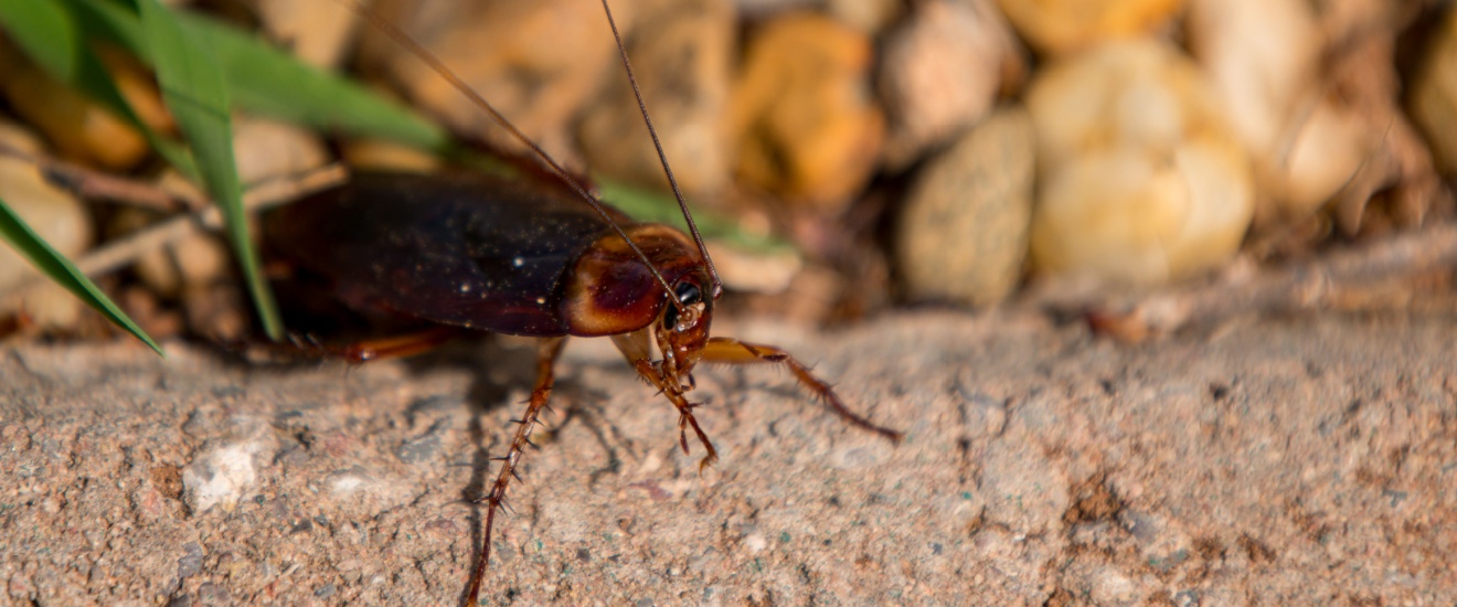 Why You’re Seeing Cockroaches After Irrigating Your Fresno Yard